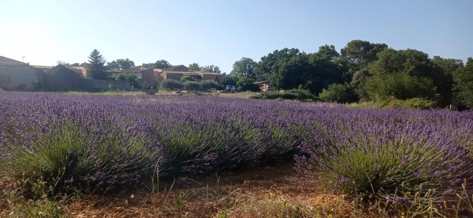 Sous Le Tilleul Saint-Maurice-de-Cazevieille Εξωτερικό φωτογραφία